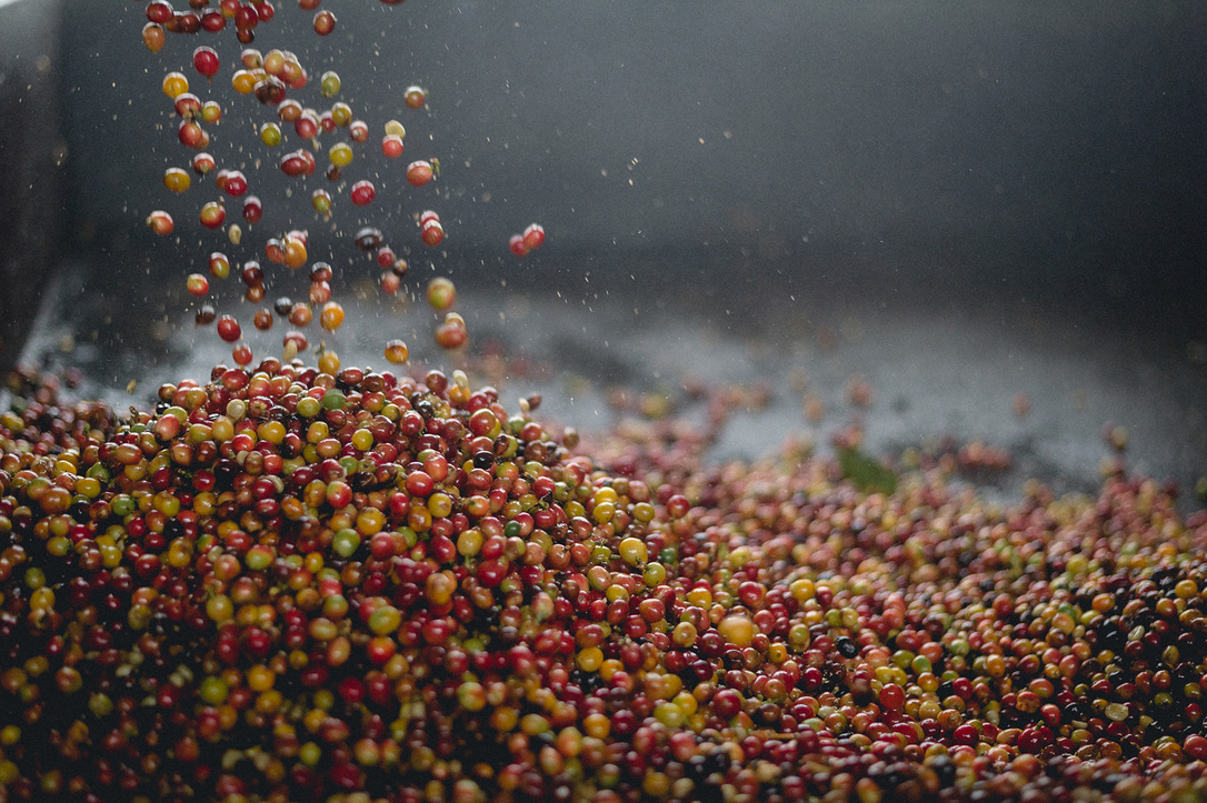 Freshly harvested coffee cherries falling into a collection tank