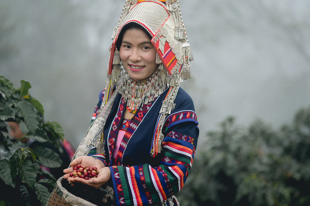 Coffee picker in traditional Akha dress holding freshly picked cherries